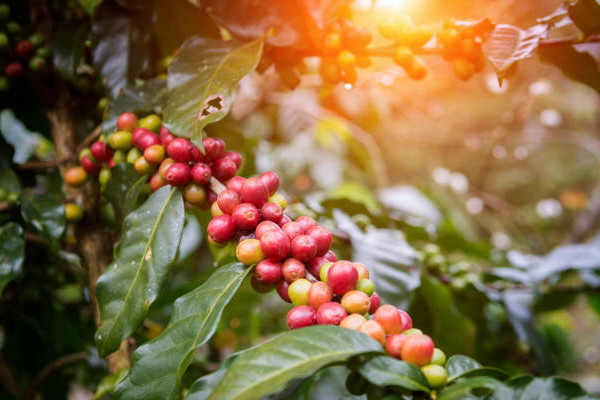 Hawera coffee ethiopian Green beans  coffee exporter